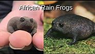 African Rain Frogs that Looks Sad or Angry