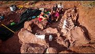 Fossils in Argentina Could Be Largest Dinosaur Ever Found
