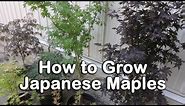 All About Japanese Maples - Weeping and Upright Varieties, Heights, Leaf Color Information