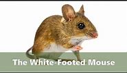 The White Footed Mouse - How to get rid of them