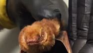 Gabe the eastern red bat - Austin Bat Refuge