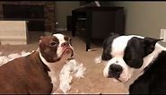 Bad Boston Terriers! Destroyed pillow - huge mess!