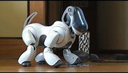 In Japan, robot dogs are for life -- and death