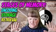 Stages of Memory: Encoding, Storage, and Retrieval