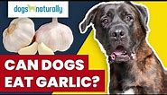 Can Dogs Eat Garlic?
