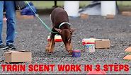 How to Train Your Dog for Scent Work (Nosework) in 3 Easy Steps