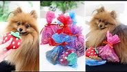 Dog Birthday Party LOOT BAG IDEAS!! feat. MY POMERANIAN!!
