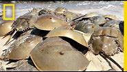 Horseshoe Crabs Mate in Massive Beach "Orgy" | National Geographic