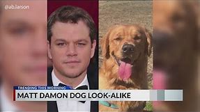 Matt Damon dog look-alike
