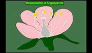 Angiosperm (flowering plant) Life Cycle