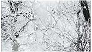 winter forest wallpaper - snow tree wallpaper