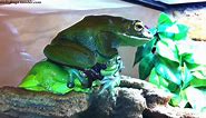 Stickyfrogs - Jens and Voigt have received a visit from...