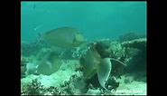 The herbivorous Unicornfish | Great Barrier Reef Marine Park Authority