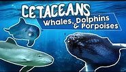 All Cetaceans (whales dolphins and porpoises) !Amazing cetacean facts!