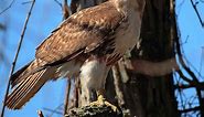 6 Hawk Species You'll Find in Georgia (Pictures) - Bird Feeder Hub