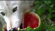 Wolves Love Watermelon