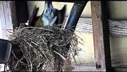 American Robin Bird Nest Build