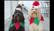 New Funny Pictures - Dog : Merry Christmas and Happy New Year
