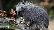 What Do Porcupines Eat?