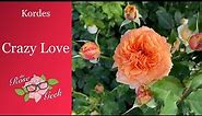 🌹 Crazy Love / Kordes Rose / One of our Favorite Roses/ La Villa Cotta /KORbamflu