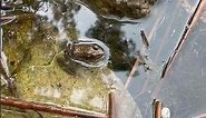 Frog sitting on rock submerged in water #frog