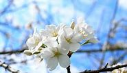 flowering Apple trees. white flowers against the blue sky. closeup