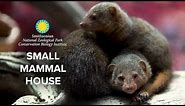Small Mammal House Exhibit at the Smithsonian's National Zoo