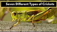 Cricket Insect: Seven different types of Crickets