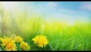 Beautiful Yellow Flowers - Animation video background wallpaper loops 1080p