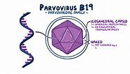 Parvovirus B19 - an Osmosis Preview
