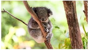What’s a Baby Koala Called   4 More Amazing Facts and Pictures!