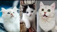 Cute Cats To Make Your Heart Melt - Cutest kittens of all time