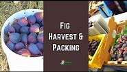 Fresh Fig Harvest & Packing (in California)