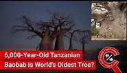 FACT CHECK: 6,000-Year-Old Tanzanian Baobab that is the World's Oldest Tree?