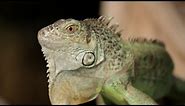 4 Cool Facts about Green Iguanas | Pet Reptiles