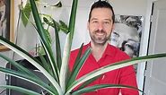 Caring for a Pineapple Plant 101: Ananas Comosus Tips & Tricks - Mr.Houseplant