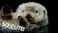 Otters aren't as Cute as you might think