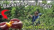 Harvesting Fresh Organic Homegrown Plumcots From My Backyard Fruit Tree