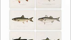 Fish Wall Art Prints (Set of 6) - Unframed - 8x10s | Vintage Fishing Decor - Reproductions of Vintage Fish Drawings - Midwest Fish Species - Great Gift for Fisherman