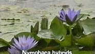 fragrant water lily (Nymphaea odorata)