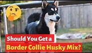 Everything About the Border Collie Husky Mix | Is this mix-breed right for your family?
