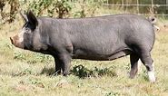 All pig breeds list from A to Z