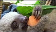 sloths eating carrots