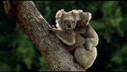 Baby Koala eats mother's poo - Animal Super Parents: Episode 1 Preview - BBC One