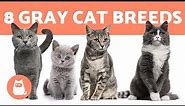 TOP 8 GRAY CAT BREEDS 🐱❣️ (Which Is Your Favorite?)