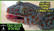 TOKAY GECKOS IN THE WILD! (are we keeping them correctly?) - Adventures in THAILAND (2020)