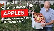 When to Harvest Apples - 4 ways to know when your Apples are ready!