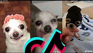 Most Amazing Chihuahua TikTok Compilation | Dogs Of TikTok