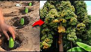 How to Growing Banana Fruit to Many Banana Tree, Grafting Banana Tree