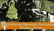 Growing Bananas Naturally - Banana Circles